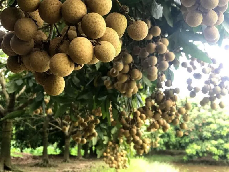 Escale gourmande à Hung Yen: 10 plats cultes à tester absolument